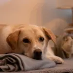 Er der forskellige typer hundetæpper til forskellige årstider?